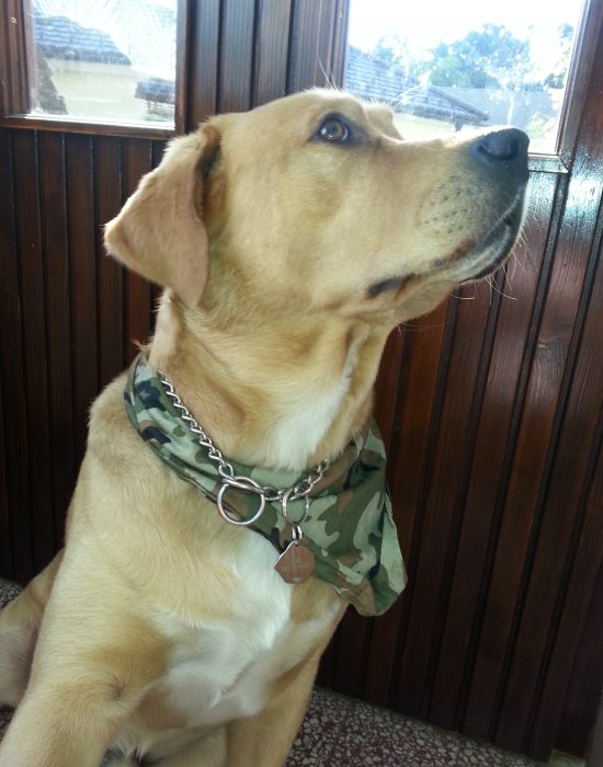 labrador retriever miik2.jpg